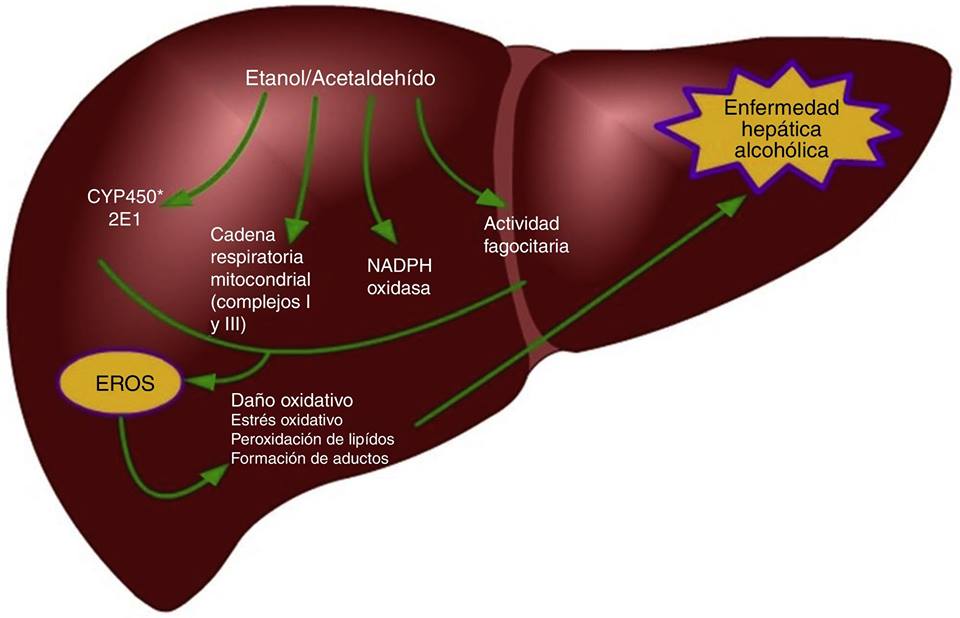 TAO Medicina China Panamá Cirrosis Hepática