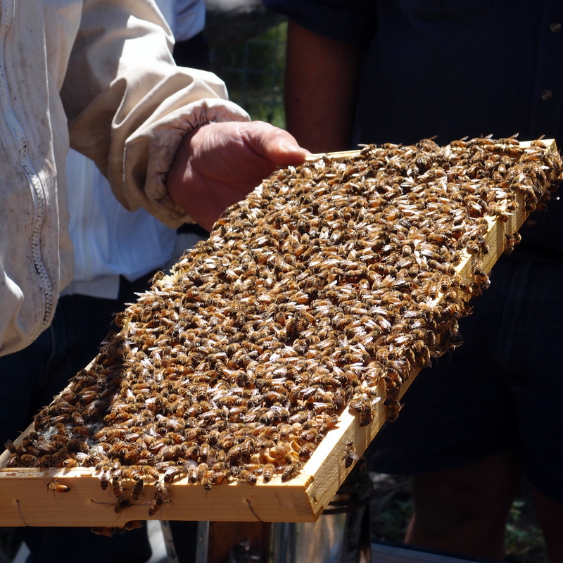 eight acres: beekeeping books and resources