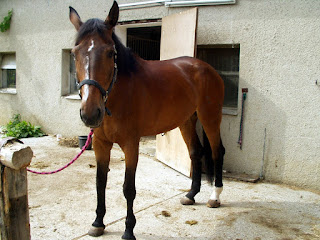 How To Create a Fitter Horse With Polework Bay horse with a white blaze standing outside a horse looking at the camera