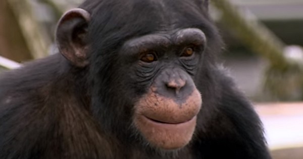 Ayumu, uno de los chimpancés más inteligentes (el juego).