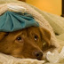 Πώς αντιμετωπίζουμε ένα σκύλο με γρίπη;...