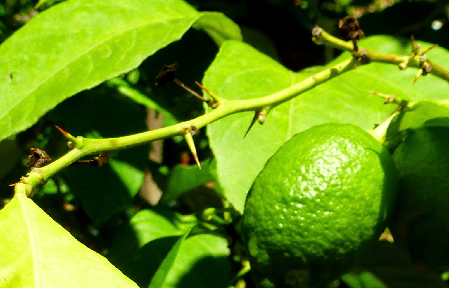 Árboles con alma Limonero. Llimoner. (Citrus limon)