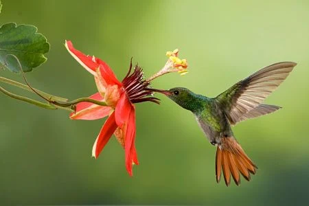el colibri leyenda maya