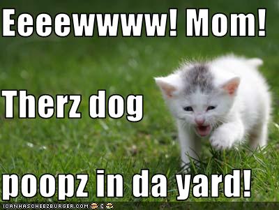 Dog Poops Too Much On Walks Dog Poops Too Much On Walks