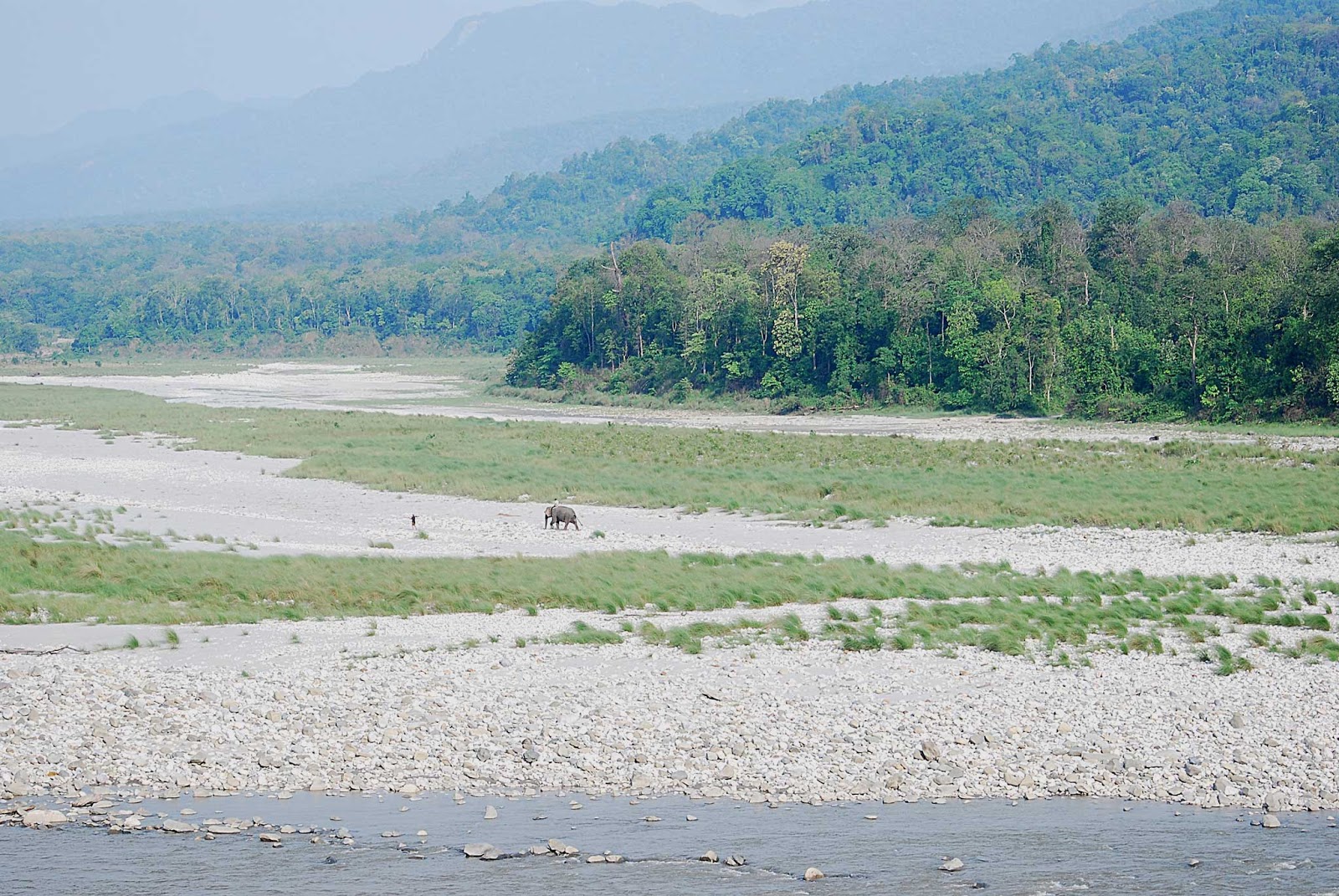 Manas Wildlife Sanctuary Assam Traveling Tour Guide