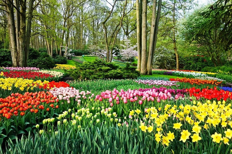 Keukenhof (Garden of Europe), Netherlands - One of the World's Largest Flower Gardens