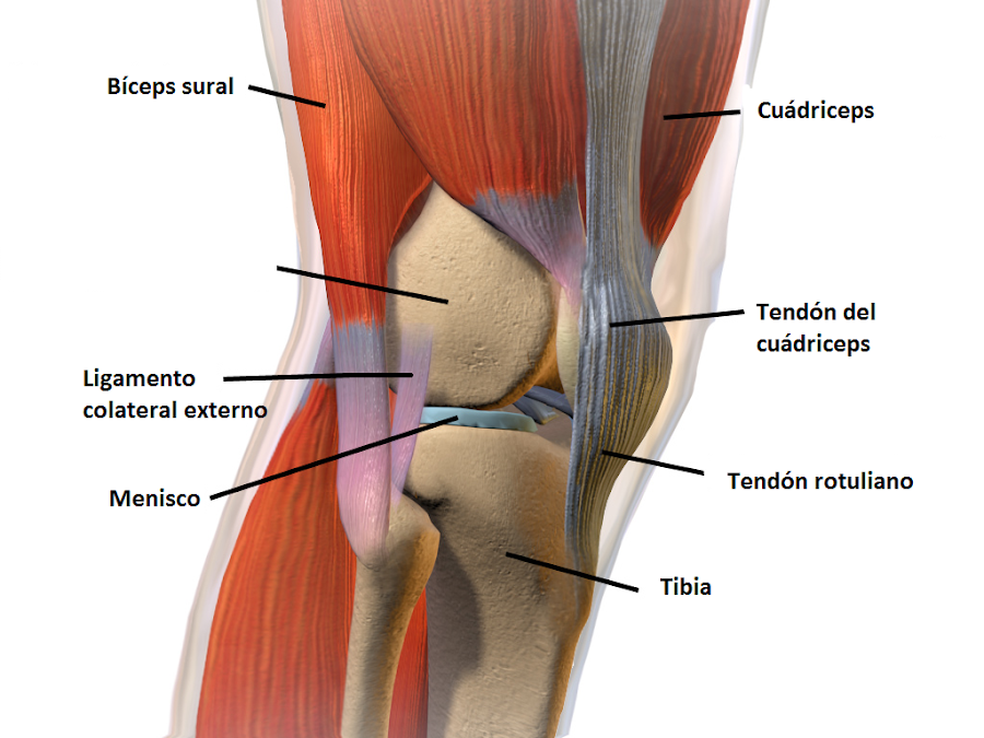 Rodilla con tendones, músculos, ligamentos, meniscos y huesos