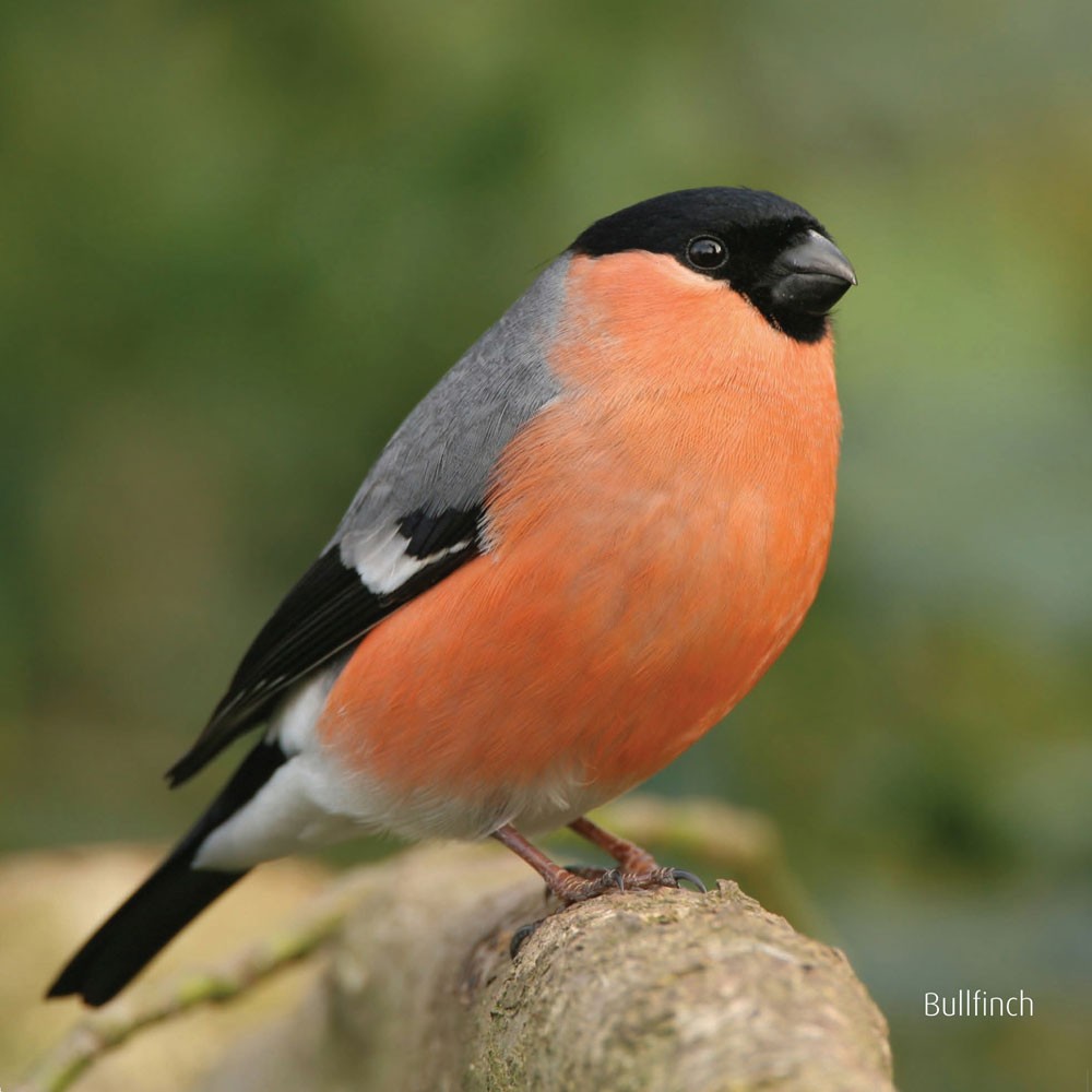 Birds of the Countryside and Gardens of the UK and Ireland