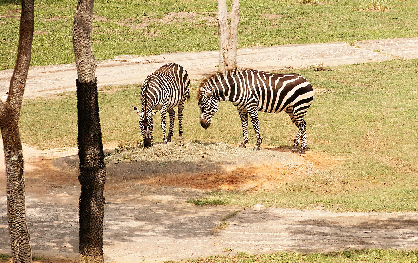 baby zebra animal kingdom lodge dies baby zebra animal kingdom lodge dies