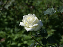 roses rosas flores imagenes belles rosa blanca hermosas rose rosen fairy land imagen ecran fond hermosa pantalla hintergrund desktop fresh