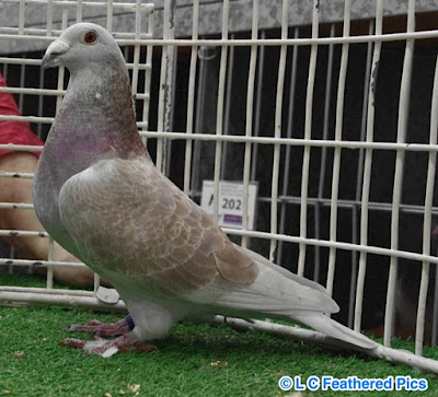 british -english pigeons - show racer