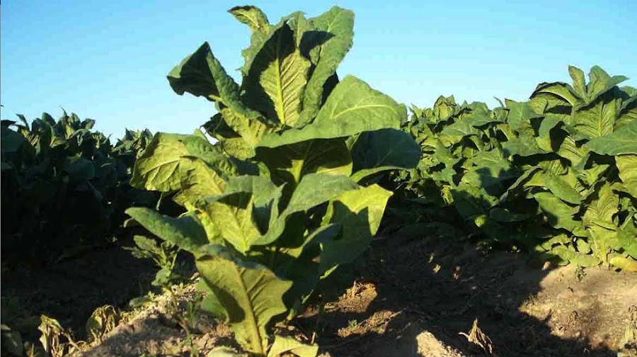 sembrar Tabaco ecológico