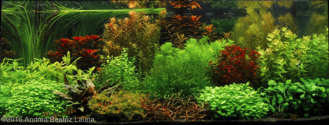 european aquascape channel 2016