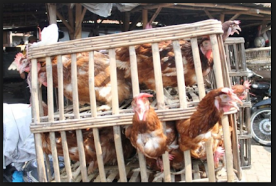 jual ayam afkir supplier hewan ternak surabaya jual ayam afkir supplier hewan ternak surabaya