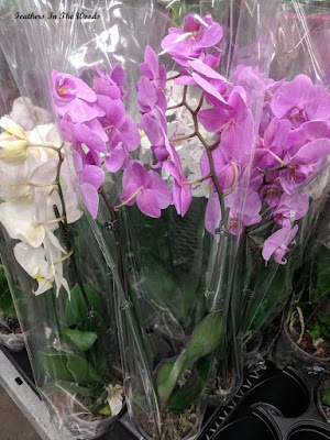 Christmas orchid buying