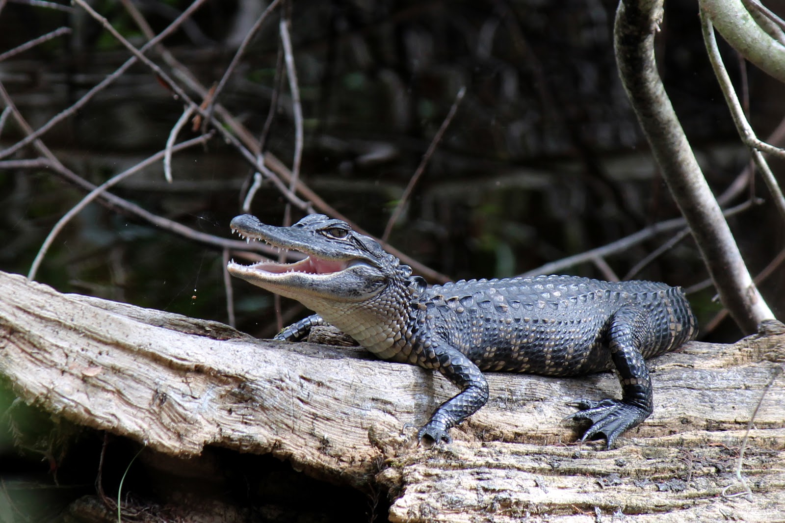 mitcheci photos Florida Baby Gator