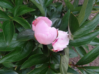 Peony blooms