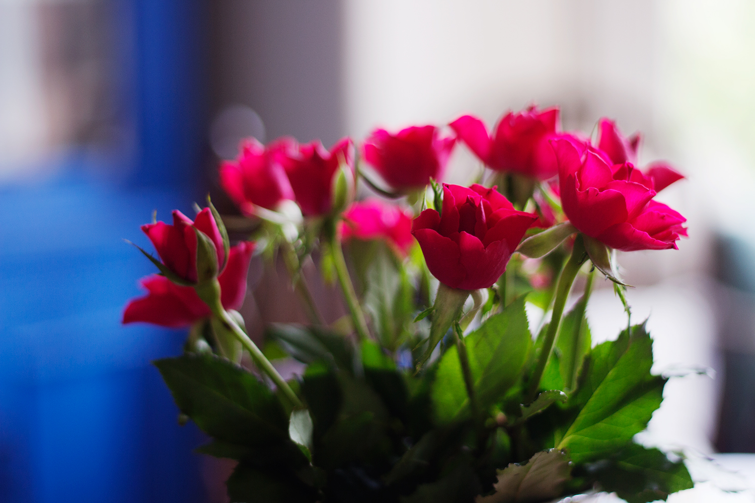 Resolution Update No. 2 pink flowers