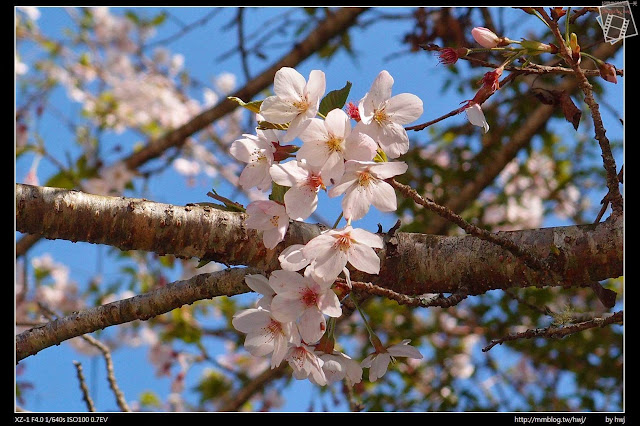 2013-03-23 梅峰農場 春之饗宴 台大森林實驗林_服務中心前的白桃花...(應該是吧?)又覺得好像是櫻花吧？