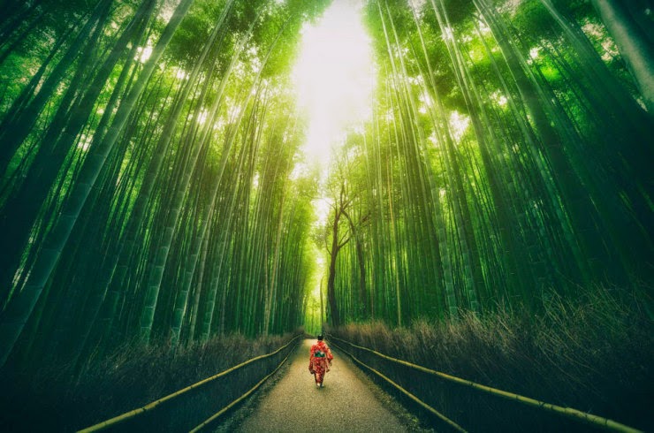29. Bamboo Forest, Kyoto, Japan - 29 Wonderful Paths