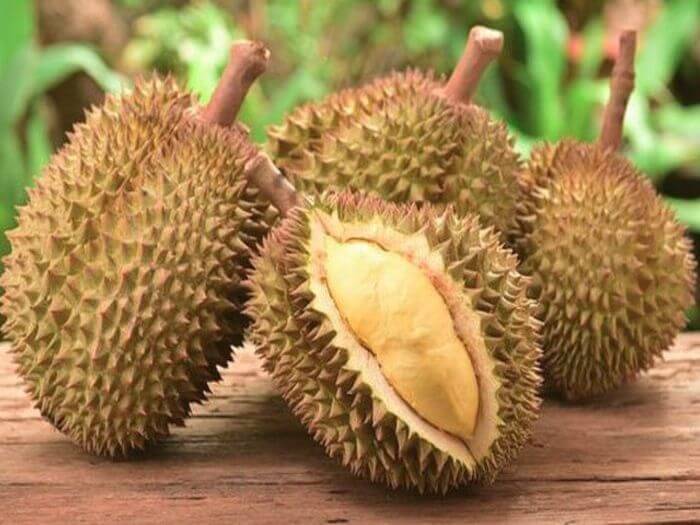 Durian J-Queen