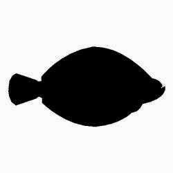 Classification and Diversity of fish