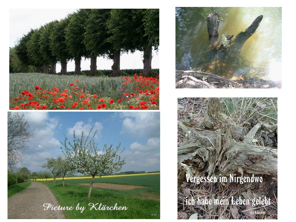 Klarchen Baum Bedeutet Leben