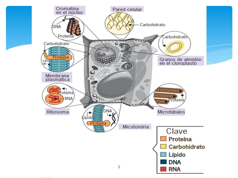 Biología II Tema 1 Composicion quimica de la celula