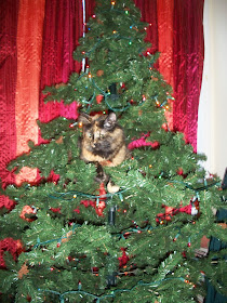 Cat sitting in a Christmas Tree