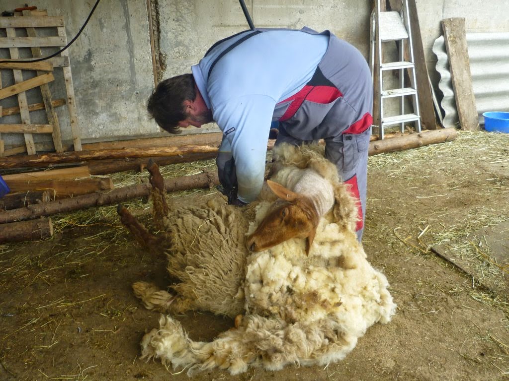 Get Schafe scheren lustig For iPhone Free