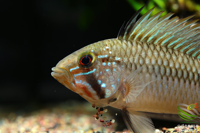 Apistogramma sp. unibrow / sp. D50