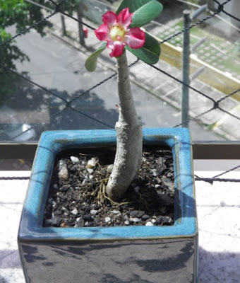 jardinagem; ROSA DO DESERTO, ADENIUM; plantas em varanda