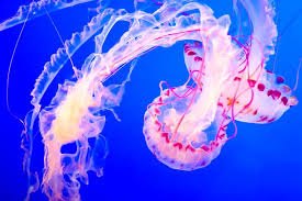 Hewan Avertebrata Dan Vertebrata Amazing Blogssz Shadow