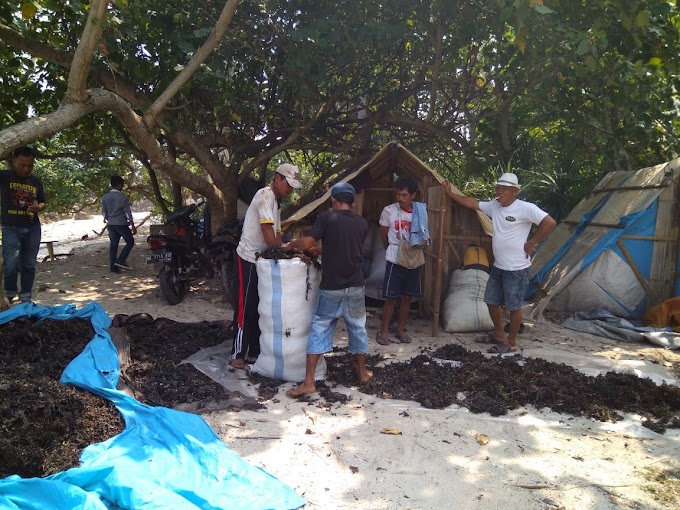 Pengumpul Rumput Laut di Pesisir Pantai Kalianda Gantungkan Asa Ke Arinal