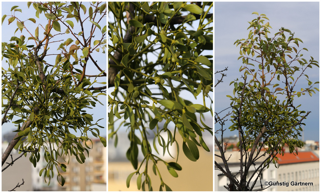 Travel Pflanzenfreude Schrebergarten Deluxe In Berlin My