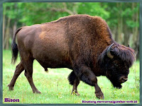 gambar bison