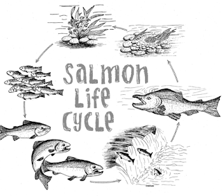 Mrs. Brooks 5th Grade Class : Salmon Study