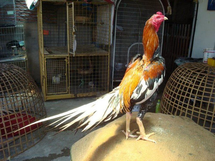 jual produk: Ayam Jago
