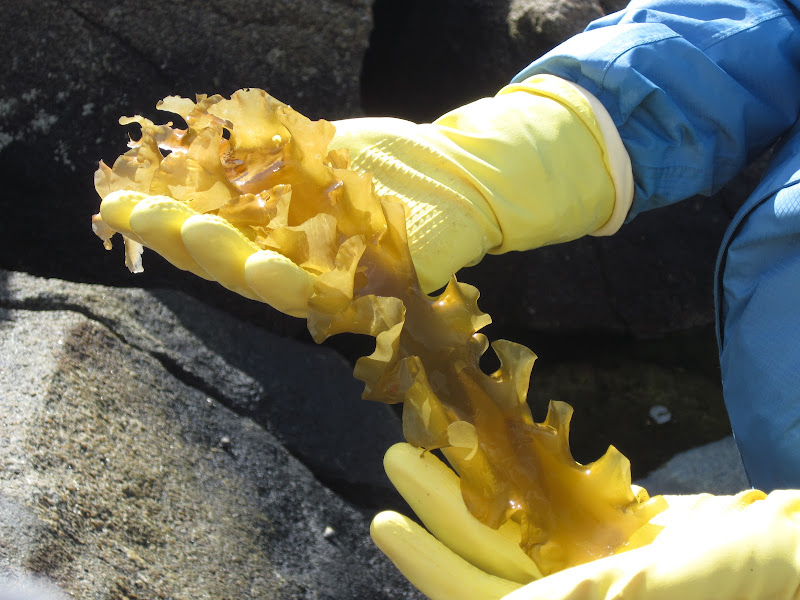 Saccharina Latissima Sugar Kelp Between The Tides Of