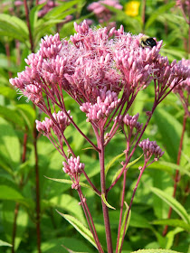 Eutrochium purpureum Joe pye weed by garden muses-not another Toronto gardening blog