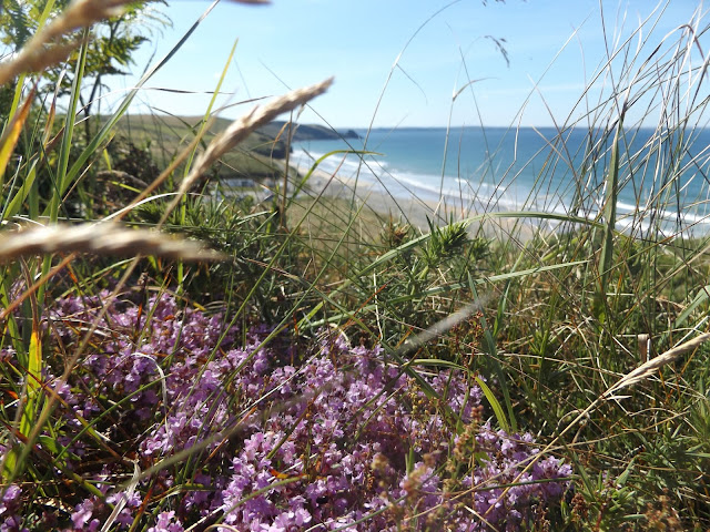 summer, wales, the-writing-greyhound