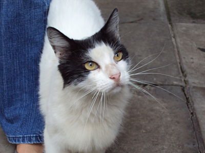 Como Saber Que Raza Es Mi Gato Barkibu Es