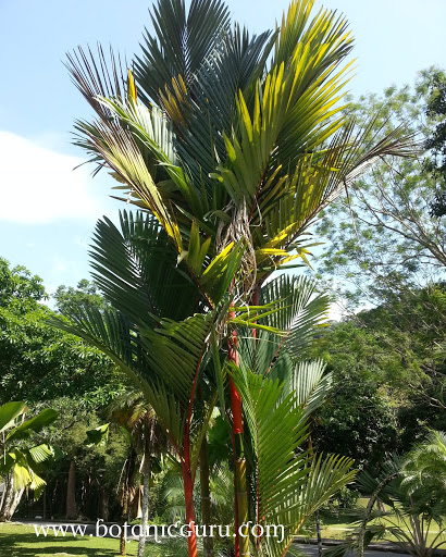 Cyrtostachys renda, Sealing Wax Palm, Lipstick Palm, Maharajah Palm