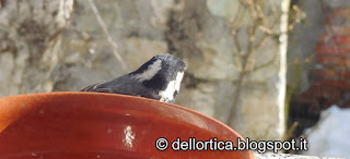 Cincia mora fare birdwatching all azienda agricola dell ortica a Savigno Valsamoggia Bologna vicino a Zocca