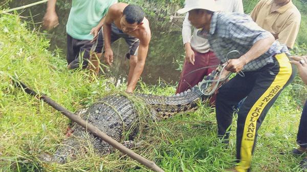 Buaya yang ditangkap warga. Buaya yang ditangkap warga.