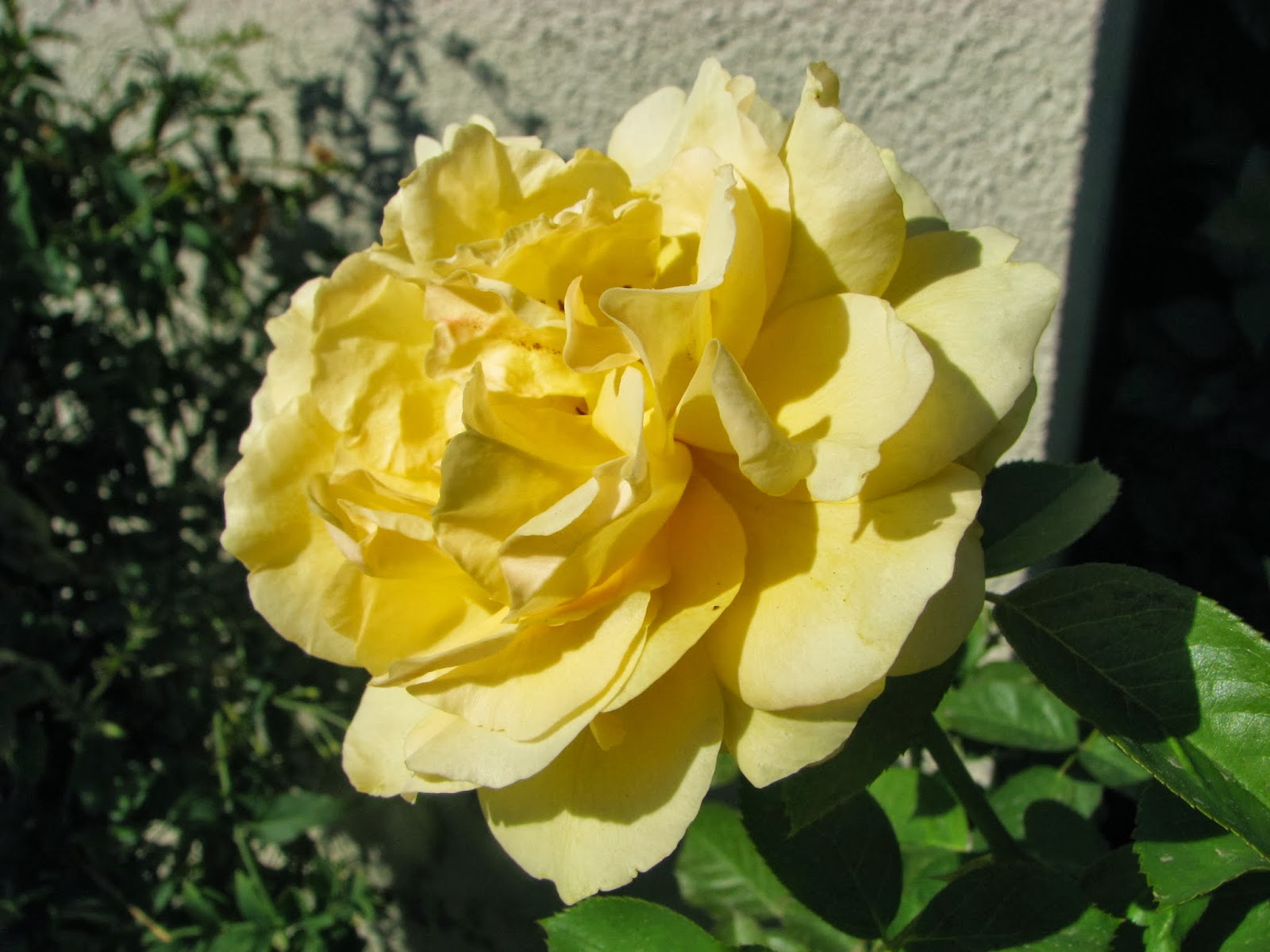Robyn's Roses