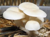 Pengertian Umum Peranan Jamur (Fungi), Ciri-Ciri dan Reproduksi Pengertian Umum Peranan Jamur (Fungi), Ciri-Ciri dan Reproduksi