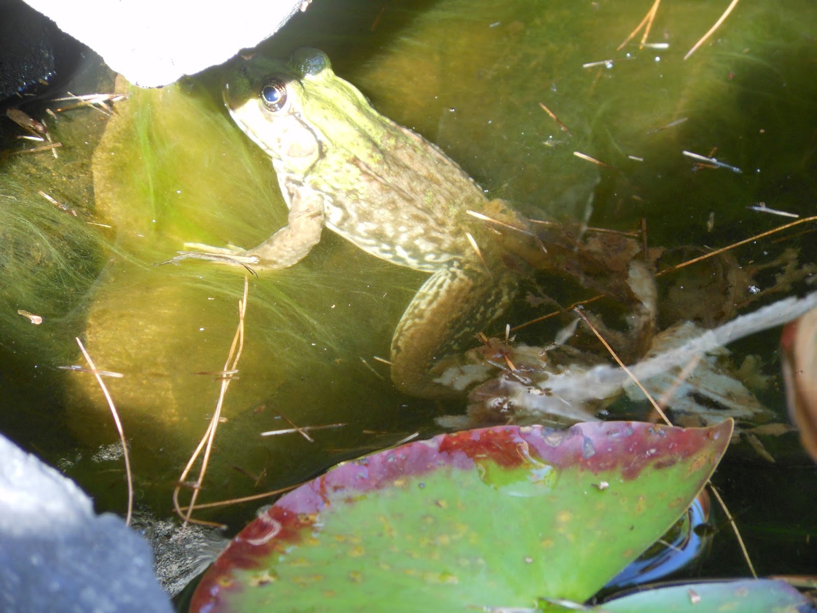 Writing the Witchy Way: Frogs in a Pond