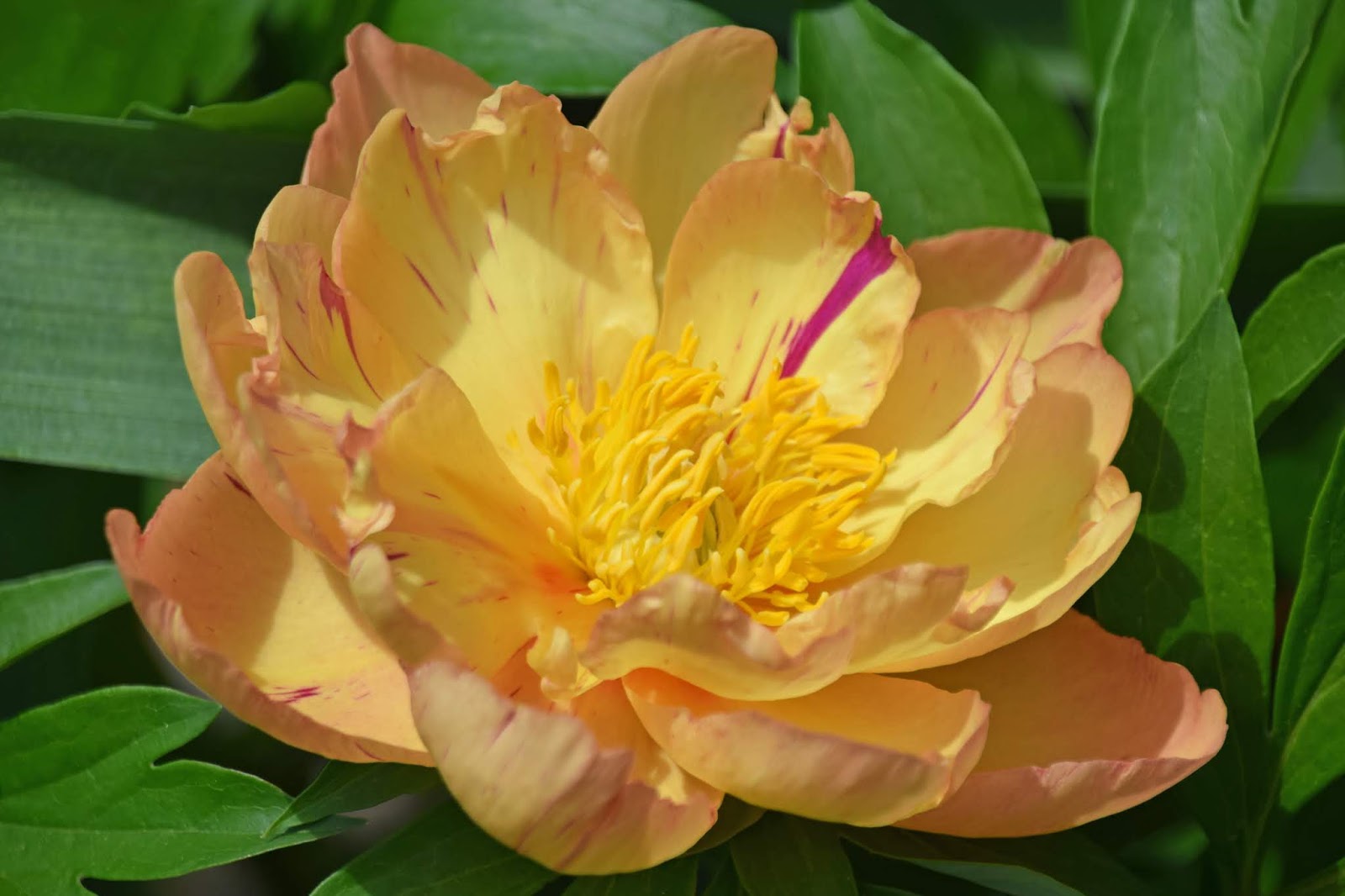 Southern Peony 2019 Intersectional Peonies with Color Block Petals
