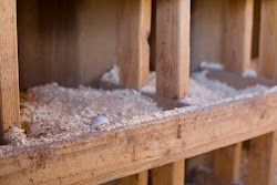 winter chickens shavings nesting box pine ready getting hay coop boxes